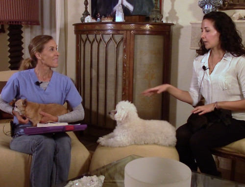 Episode 7; Animal Communicator Poppy Phillips Talks With Dogs