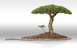 Erik Wygert's mature Pierneef Brazilian raintree bonsai.