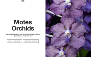 Motes Orchids