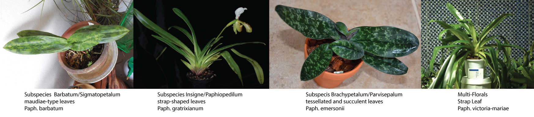 Mickey Carnell On Lady Slipper Orchid Culture Dr Lia Andrews